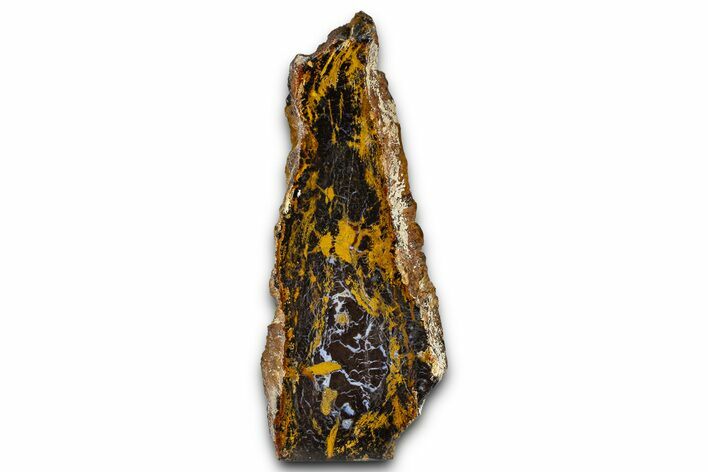 Freestanding Polished Petrified Shrinkwood - Parker, Colorado #378000